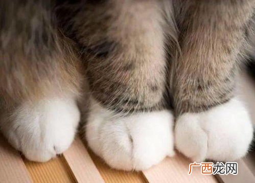 白手套是什么意思猫,蓝猫白底是什么品种？