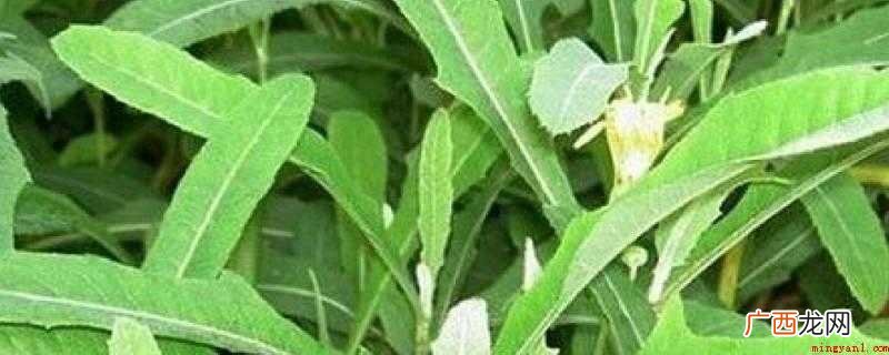 内火旺的人可以多多的服用苦菜来改善身体素质 苦菜的功效与作用