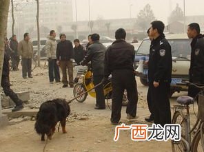 石家庄狗市场在什么地方,石家庄的猫狗市场在哪儿？