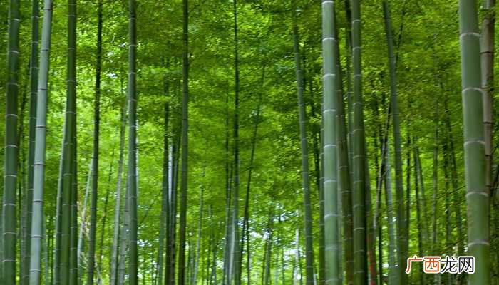 梦见竹林是啥意思