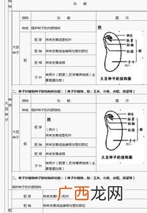 初中双子叶种子的结构,不同植物的种子基本结构是一致的吗？