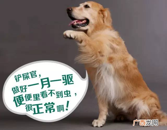宠物为什么要驱虫,为什么要定期给狗狗驱虫？