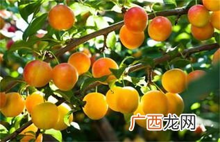 什么水果又香又甜,什么水果外面苦里面甜？