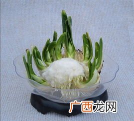 水仙花需要多久开花,第几天看到水仙花开花?