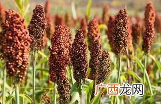 高粱是什么,高粱面是荞麦面吗？