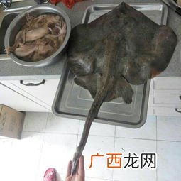 黄貂鱼有毒么,世界十大剧毒淡水鱼？