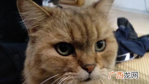 会后空翻的猫是什么梗,跑酷中常用的术语？