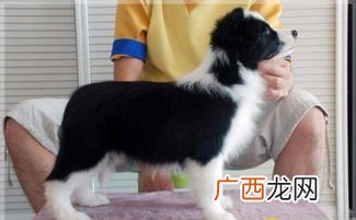 边牧怎么训练才听话,边牧长大了能乖一点吗？
