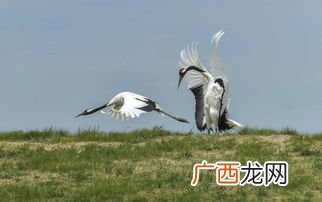 鸟类各有什么象征意义呢,夜莺的象征意义？