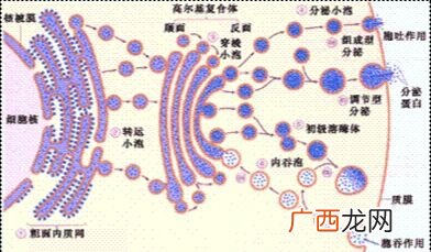 分泌蛋白有哪些,求知识人详细讲解分泌蛋白的形成过程？
