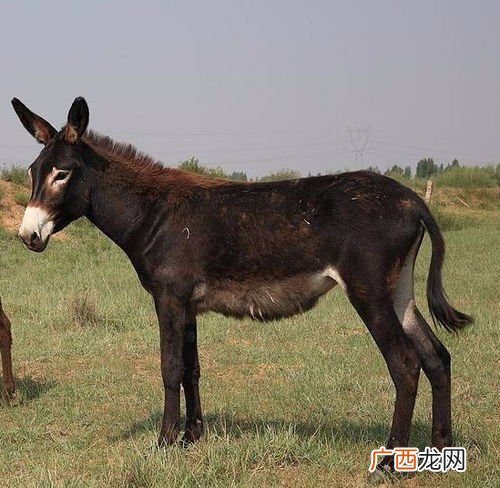 毛驴养殖技术怎样才能配的住,公驴和母驴怎么养?
