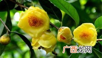 金花茶是啥植物,金花茶属于哪种类型的植物？