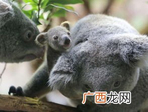 树袋熊是什么东西,树袋熊每天睡多久？