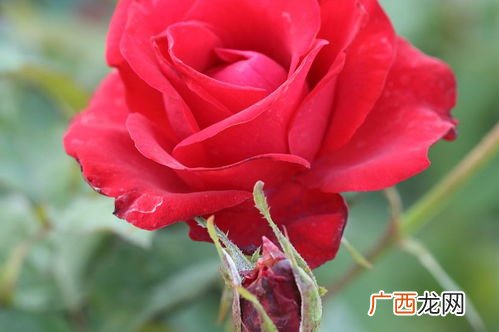 十一朵玫瑰花的花语是什么意思,1至100朵玫瑰花各代表什么意思呀？
