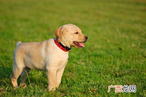 拉布拉多幼犬怎么喂养方法,刚满月的拉布拉多一天喂几次？