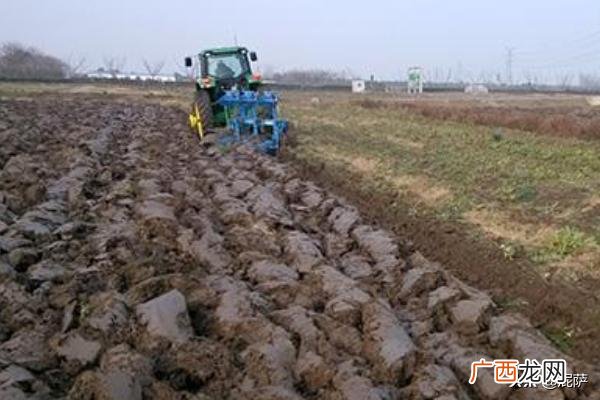 地瓜秧怎么培育,地瓜秧怎么种？