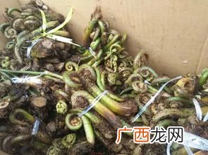 龙爪菜的做法心食谱,龙爪菜干的做法?