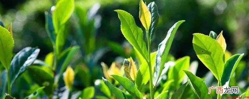 养颜美容、去火去湿的良效 新鲜茶叶可以做成什么吃的