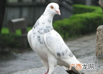 鸽子认识主人要多久,20多天的鸽子手养能亲人吗？