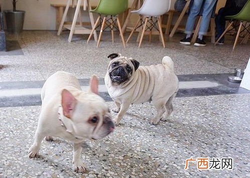 狗狗晕车呕吐怎么办,我家狗狗晕车吐白沫怎么办？