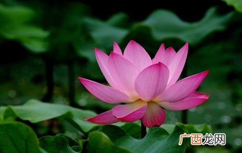 荷花特点和象征,荷花有什么寓意?