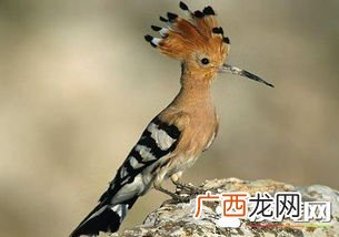 戴胜是国家级保护动物吗,请问戴胜鸟属于珍稀鸟类吗？如何饲料它呢？谢谢？