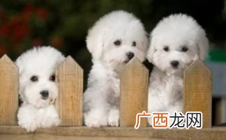 比熊犬有哪些品种,比熊犬分哪几种？