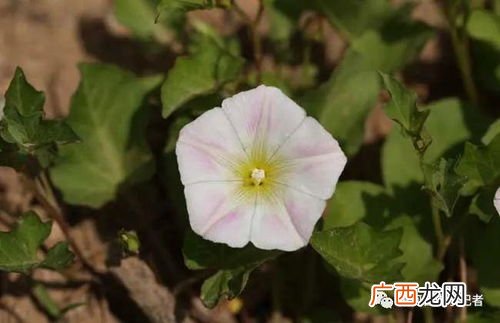 田旋花和打碗花的区别,三色旋花和喇叭花区别？