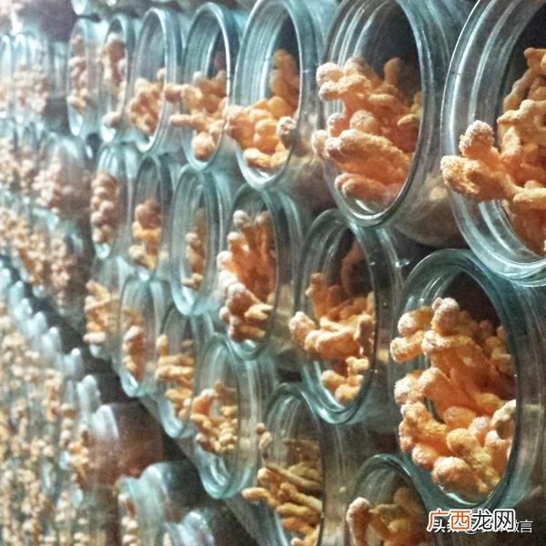 冬虫夏草怎么种植,土冬虫种植季节？