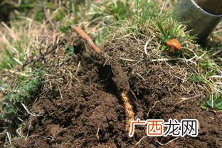 冬虫夏草怎么种植,土冬虫种植季节？