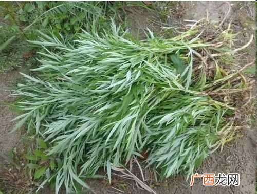蒌蒿和芦芽是夏天特有的植物吗,柳蒿芽与芦蒿是一样的吗？
