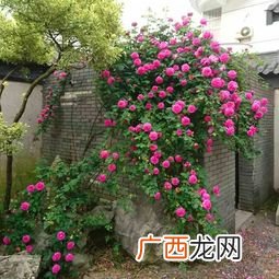 爬藤蔷薇的养护怎么样才可以开花,爬藤最快的蔷薇？