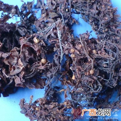 昆布是什么东西,海带形状和颜色？