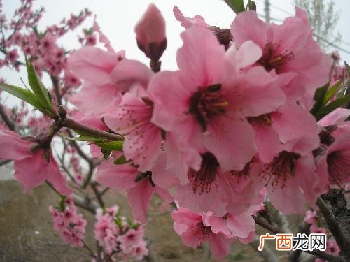 桃花什么颜色,桃花颜色变化过程？
