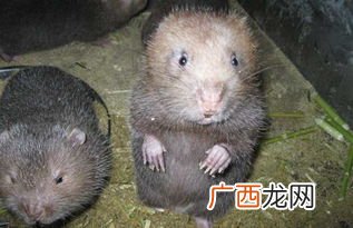 野生竹鼠属于国家保护动物吗,红颊竹鼠是几级保护动物？