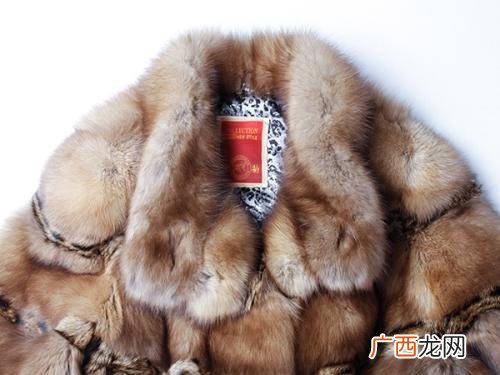 紫貂什么颜色最贵,什么貂最贵最好?