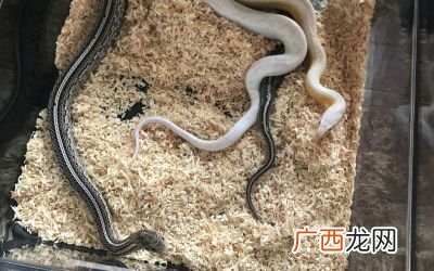 玉米蛇认主人吗,玉米蛇身上有寄生虫吗？