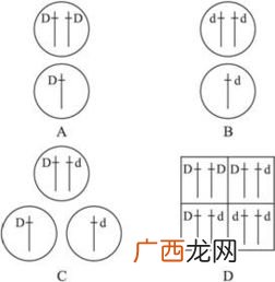 基因分离定律的实质是什么,遗传两大定律遵循的条件？