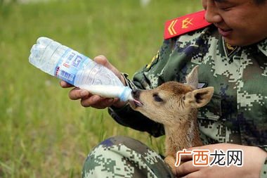 袍子国家几级保护动物,狍子是几级保护动物？