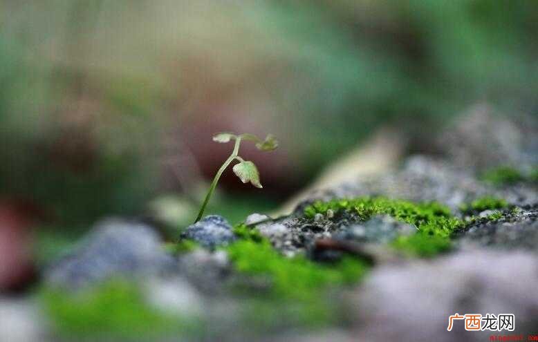 懦弱的意思是什么