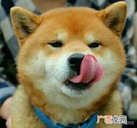 添狗是什么意思,舔狗啥意思简单易懂的介绍？