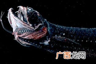 世界上最恐怖的鱼类是什么,世界上最恐怖的彩虹？