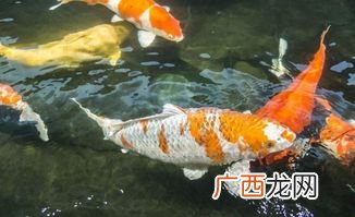 锦鲤鱼能吃吗,锦鲤能长期吃吗？