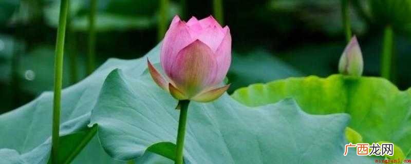 广州烈士陵园有哪些?_家居频道 广州哪些公园有荷花看