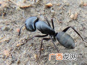 什么昆虫吃蚂蚁,蝎子吃蚂蚁吗？