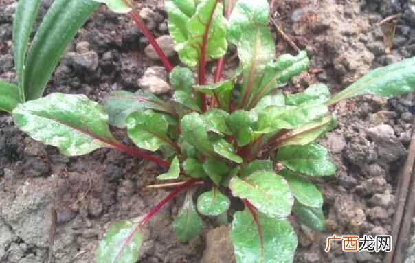 甜菜可以有效的帮助孕妇补充营养吗 孕妇可以吃甜菜吗