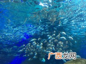 大连圣亚海洋世界的门票信息,大连圣亚海洋世界老年票？