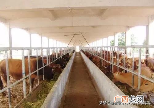 牛拉稀用什么药最快,牛拉稀喂什么药好呢？