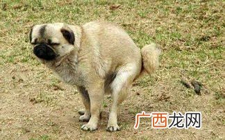 狗狗拉屎怎么训练,如何训练小狗去草丛拉屎？