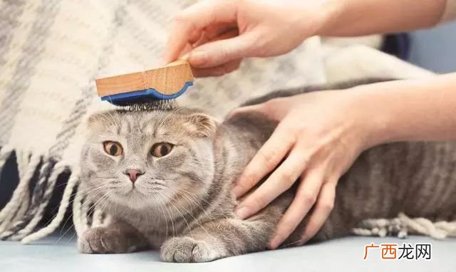 猫咪可以吃什么,猫能吃哪些水果？它喜欢吃什么？